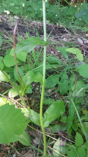 Erigeron pulchellus (robin's-plantain) (alternate view 7)