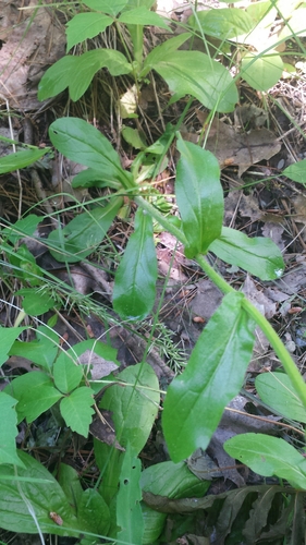 Erigeron pulchellus (robin's-plantain) (alternate view 8)