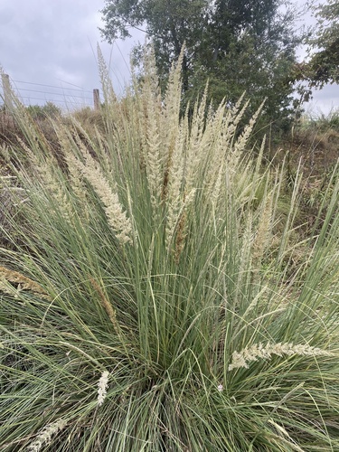 Muhlenbergia lindheimeri (Lindheimer's Muhly)