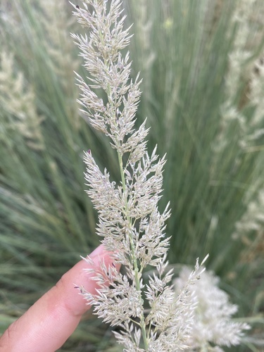 Muhlenbergia lindheimeri (Lindheimer's Muhly)