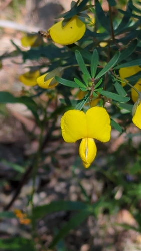 Gompholobium latifolium (Golden Glory Pea) (alternate view 3)