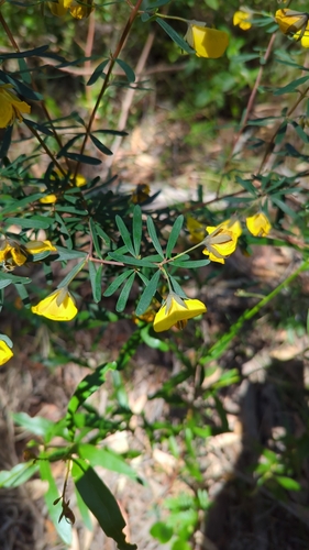 Gompholobium latifolium (Golden Glory Pea) (alternate view 4)