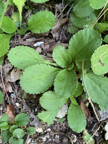 Packera obovata (roundleaf ragwort) (alternate view 4)