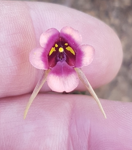 Diascia
