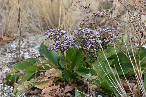 Limonium vulgare (Common Sea-lavender)