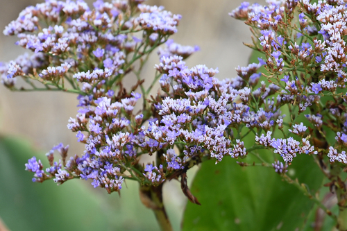 Limonium vulgare (Common Sea-lavender)