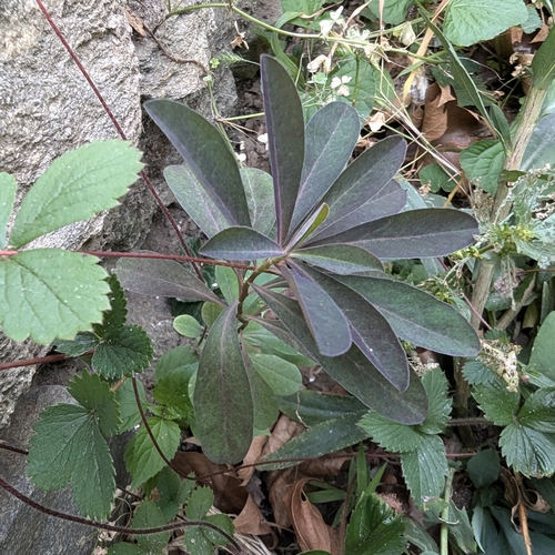 Euphorbia amygdaloides (wood spurge)