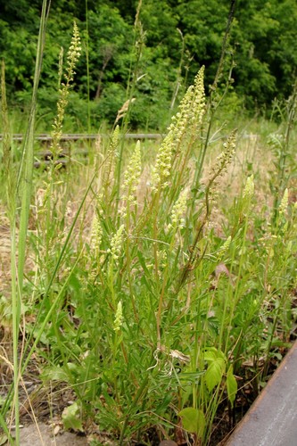 Reseda lutea (Wild Mignonette)