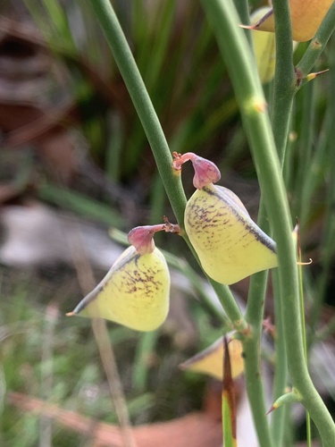 Daviesia brevifolia (Leafless Bitter-pea)