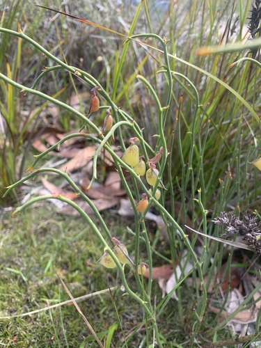 Daviesia brevifolia (Leafless Bitter-pea) (alternate view 2)