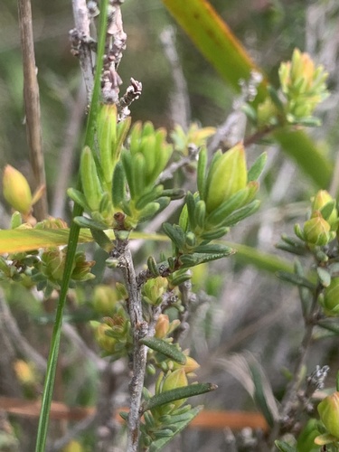 Daviesia brevifolia (Leafless Bitter-pea) (alternate view 3)