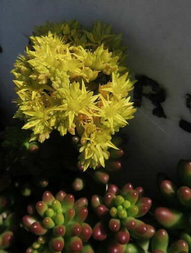 Sedum × rubrotinctum (Christmas-cheer) (alternate view 4)