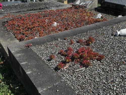 Sedum × rubrotinctum (Christmas-cheer) (alternate view 5)
