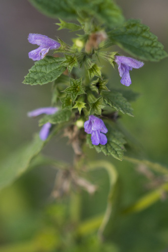 Ballota nigra (Black Horehound)