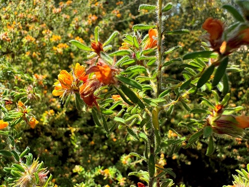 Pultenaea villosa (Hairy Bush-pea)