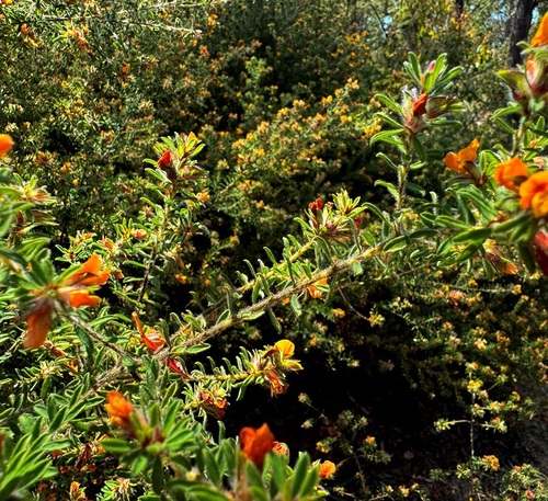 Pultenaea villosa (Hairy Bush-pea) (alternate view 2)