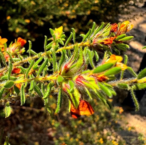 Pultenaea villosa (Hairy Bush-pea) (alternate view 3)