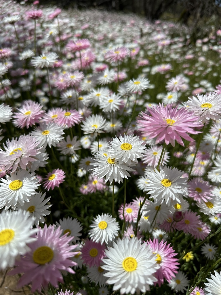Rhodanthe chlorocephala, Pink paper daisy — upright deciduous (Asteraceae) (image 5 of 10)