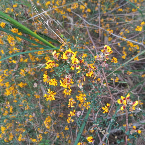 Pultenaea gunnii (golden bush-pea) (alternate view 5)