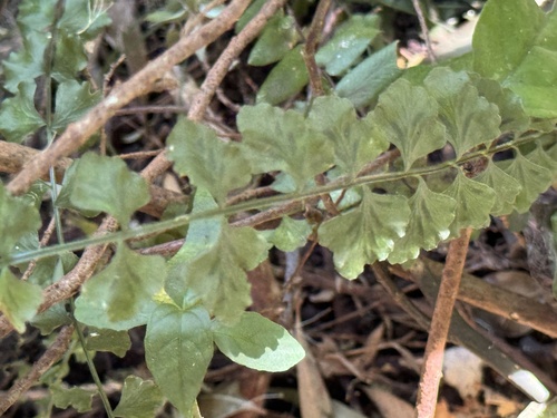 Asplenium flabellifolium (Necklace Fern) (alternate view 3)