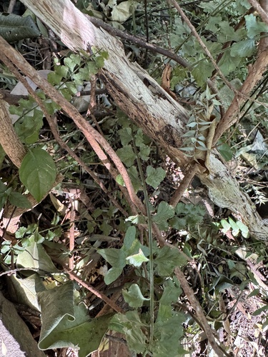 Asplenium flabellifolium (Necklace Fern) (alternate view 4)
