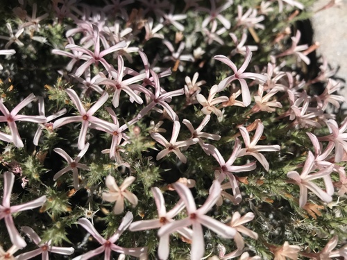 Linanthus pungens (Granite Prickly Phlox) (alternate view 6)