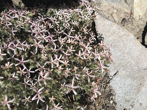 Linanthus pungens (Granite Prickly Phlox) (alternate view 8)
