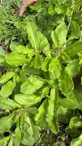 Gamochaeta (Everlastings and Cudweeds) (alternate view 3)