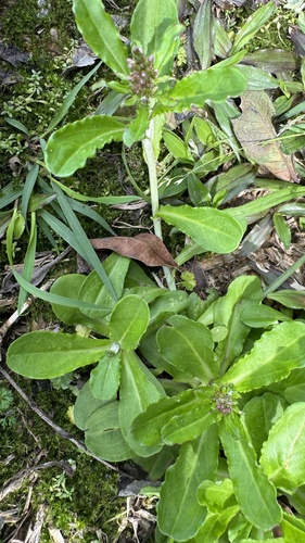 Gamochaeta (Everlastings and Cudweeds) (alternate view 4)