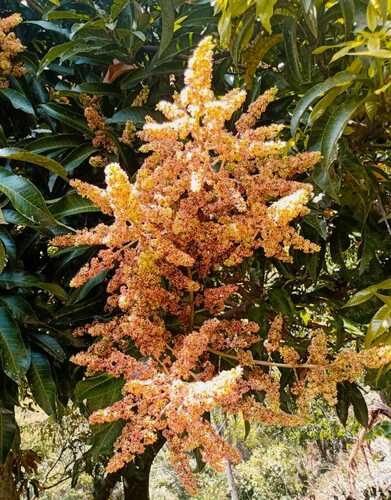 Mangifera (mangoes) (alternate view 5)