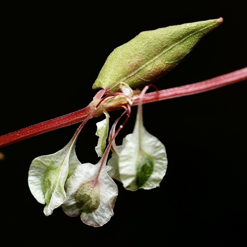 Fallopia (Fallopias) (alternate view 8)