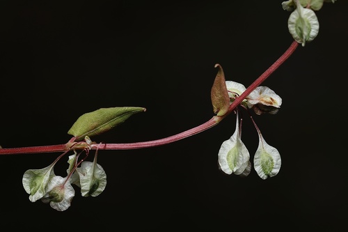 Fallopia (Fallopias) (alternate view 9)