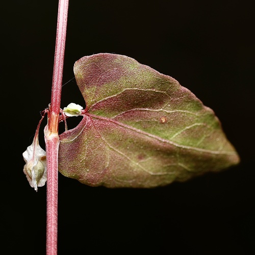 Fallopia (Fallopias) (alternate view 10)