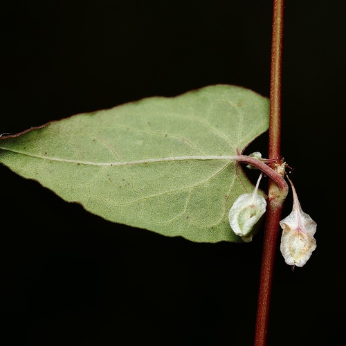 Fallopia (Fallopias) (alternate view 11)