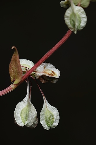 Fallopia (Fallopias) (alternate view 12)
