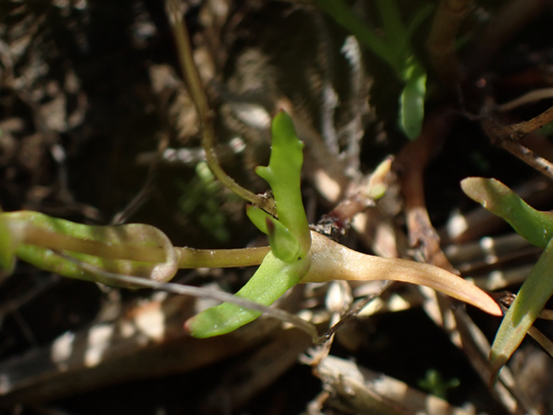 Cotula coronopifolia (brass buttons) (alternate view 5)