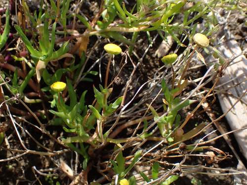 Cotula coronopifolia (brass buttons) (alternate view 4)