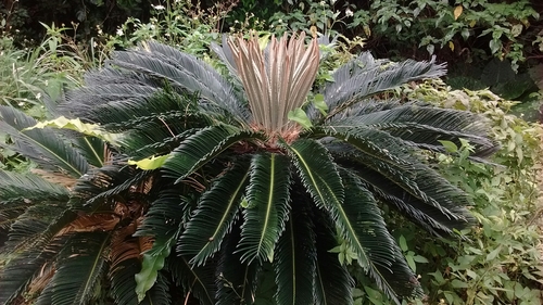 Cycas revoluta (Sago Palm) (alternate view 10)