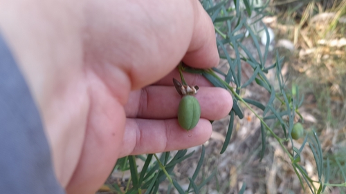 Gompholobium latifolium (Golden Glory Pea) (alternate view 5)