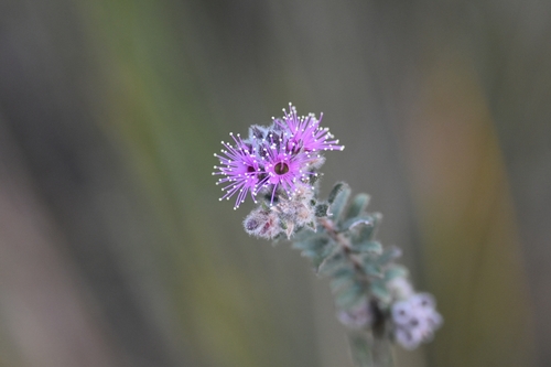 Kunzea capitata (Pink Kunzea) (alternate view 9)