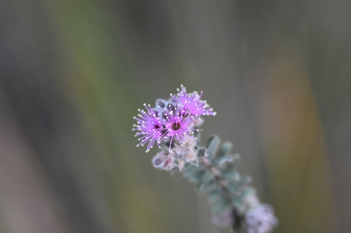 Kunzea capitata (Pink Kunzea) (alternate view 10)