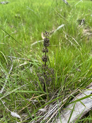 Lomandra multiflora (Many Flowered Matrush) (alternate view 6)