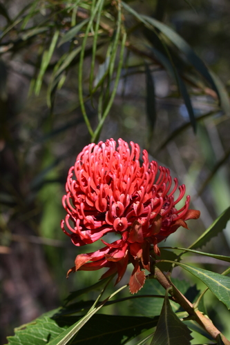 Telopea speciosissima (Waratah) (alternate view 5)