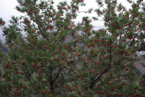 Taxus baccata (English yew) (alternate view 4)