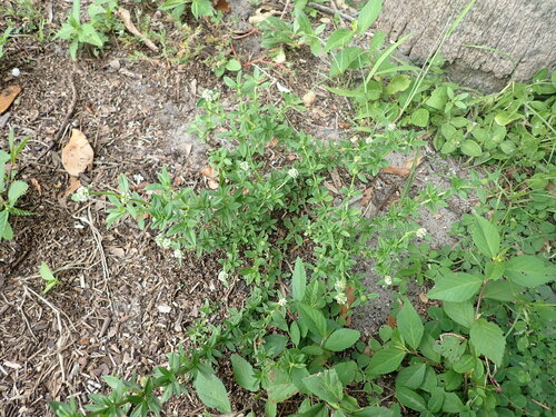 Spermacoce verticillata (shrubby false buttonweed) (alternate view 7)