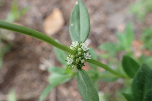 Spermacoce verticillata (shrubby false buttonweed) (alternate view 10)
