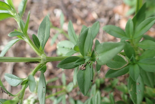 Spermacoce verticillata (shrubby false buttonweed) (alternate view 8)