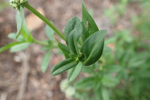 Spermacoce verticillata (shrubby false buttonweed) (alternate view 9)