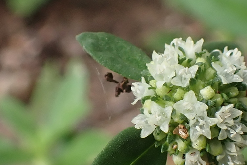 Spermacoce verticillata (shrubby false buttonweed) (alternate view 6)