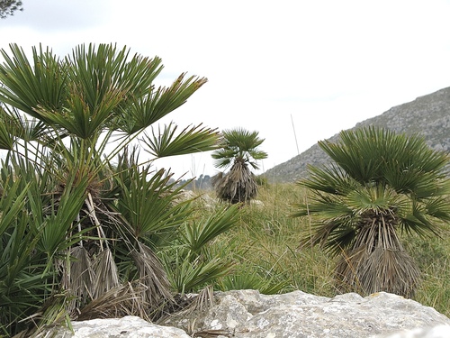 Chamaerops humilis (European Fan Palm)
